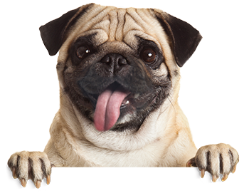 Pug